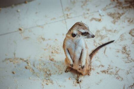 The meerkat sits on sand in the zooの写真素材