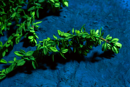 Lemon thyme on a blue abstract backgroundの写真素材