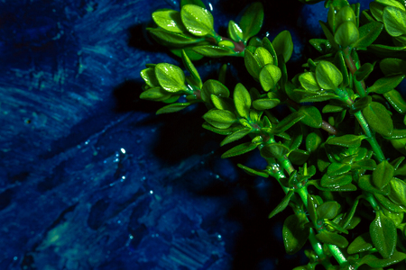 Lemon thyme on a blue abstract background close upの写真素材