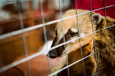 Coati animal in the zoo cage.の写真素材