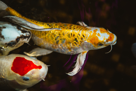 Swimming of carp or Koi fish in the poolの写真素材