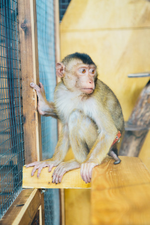 sad fluffy monkey in a cage sitsの写真素材