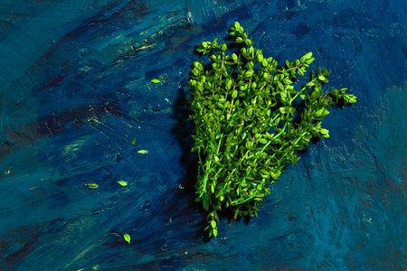 Lemon thyme on a blue abstract backgroundの写真素材