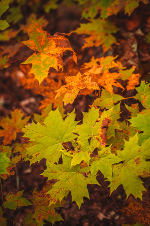 autumn leaves yellow and green of the treeの写真素材