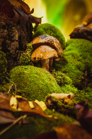 dark mushrooms on green moss with a wet hatの写真素材