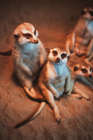 Many meerkats are played and lie on the sandの写真素材