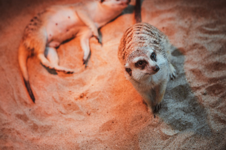 Many meerkats are played and lie on the sandの写真素材
