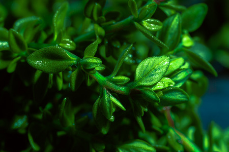 Lemon thyme on a blue abstract background close upの写真素材