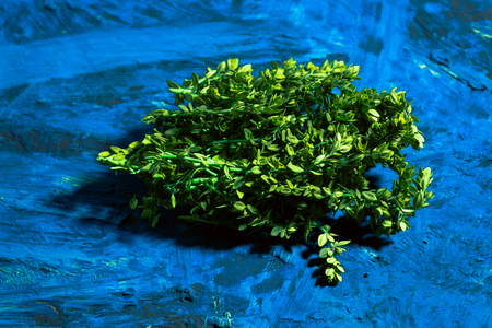 Lemon thyme on a blue abstract backgroundの写真素材