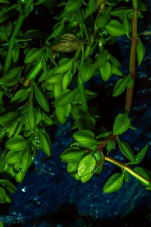 Lemon thyme on a blue abstract background close upの写真素材