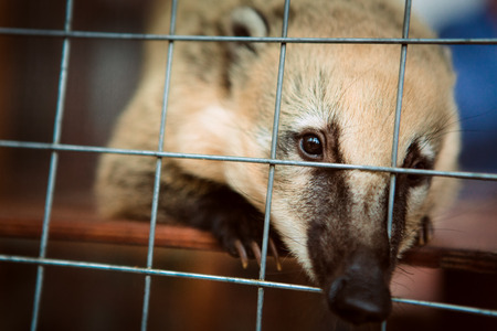 Coati animal in the zoo cage.