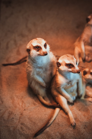 Many meerkats are played and lie on the sandの写真素材