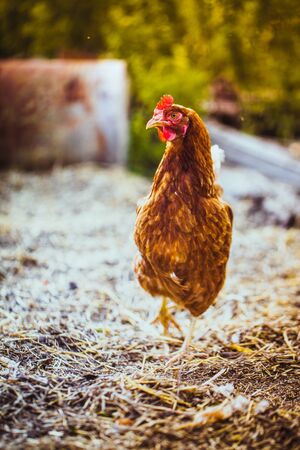 Chickens running on the grass against the background of natureの写真素材