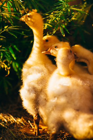 Five young goose together sit on the grass.の写真素材