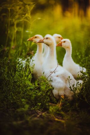 Five young goose together sit in the grassの写真素材