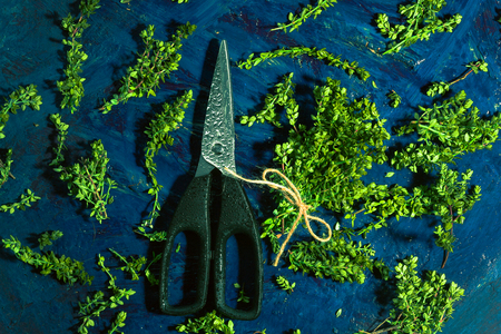 Lemon thyme and scissors on a blue abstract backgroundの写真素材