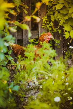 Chicken sitting among the bushes on the background of the fenceの写真素材