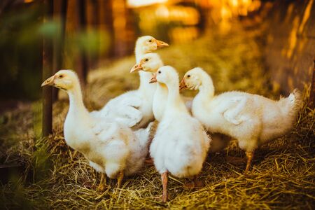 Five young goose together sit in the grass.の写真素材