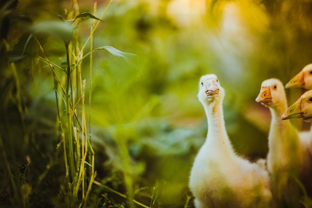 Five young goose together sit in the grass.の写真素材