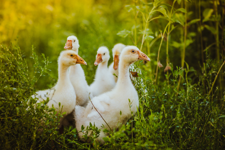 Five young goose together sit in the grassの写真素材