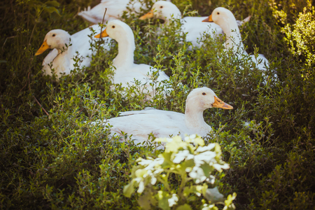 Young ducks lay on the grass and restの写真素材
