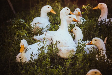 Young ducks lay on the grass and restの写真素材