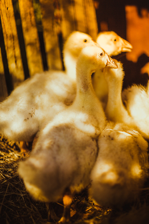 Five young goose together sit on the grassの写真素材