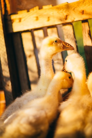 Five young goose together sit on the grassの写真素材