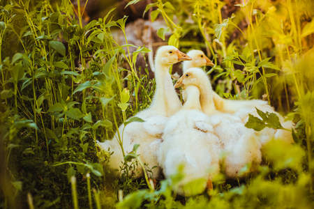 Five young goose together sit in the grassの写真素材