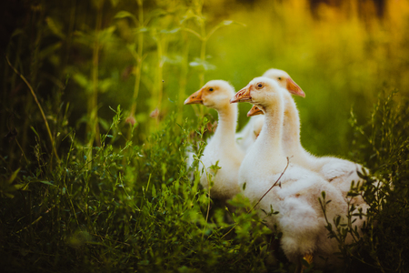 Five young goose together sit in the grassの写真素材