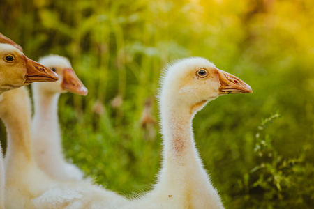 Five young goose together sit in the grassの写真素材