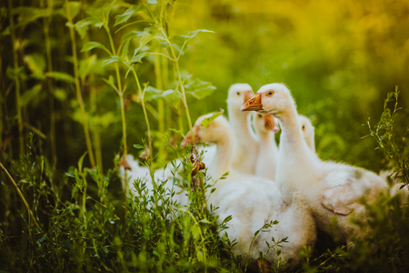 Five young goose together sit in the grassの写真素材