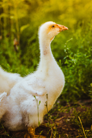 Five young goose together sit in the grassの写真素材