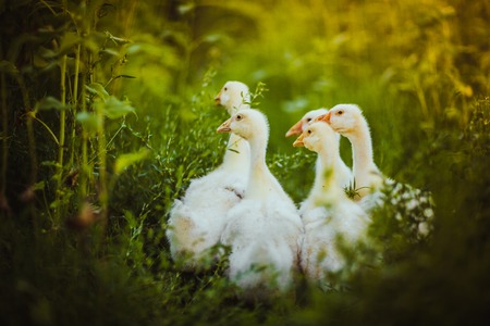 Five young goose together sit in the grassの写真素材