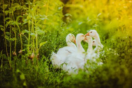 Five young goose together sit in the grassの写真素材
