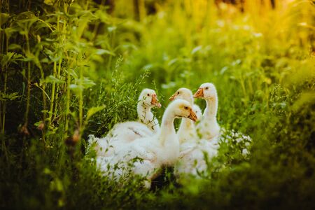 Five young goose together sit in the grassの写真素材