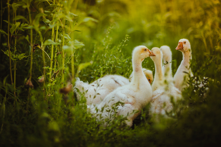 Five young goose together sit in the grassの写真素材