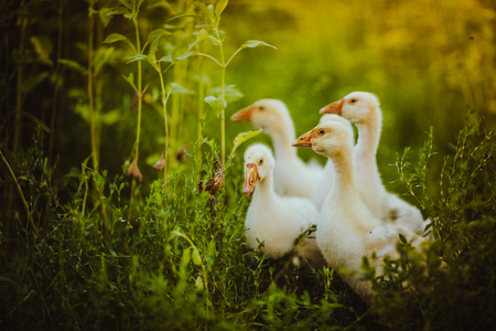 Five young goose together sit in the grassの写真素材