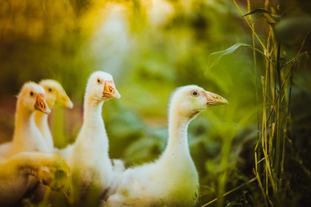 Five young goose together sit in the grassの写真素材