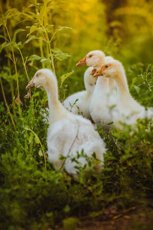 Five young goose together sit in the grassの写真素材