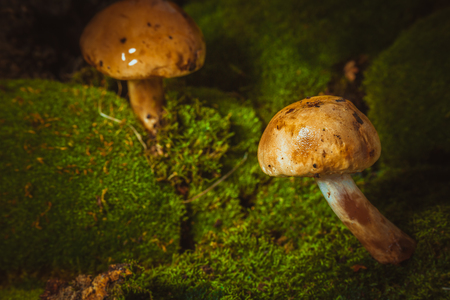 dark mushrooms on green moss with a wet hatの写真素材