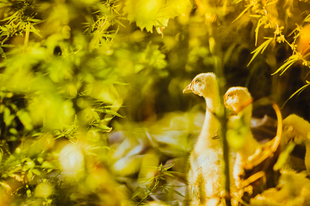 Five young goose together sit in the grassの写真素材