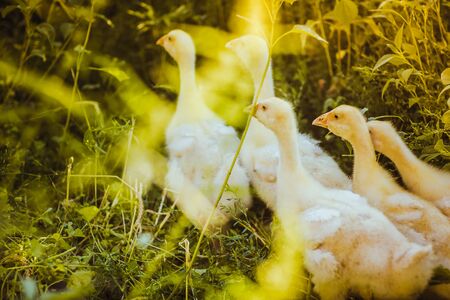 Five young goose together sit in the grassの写真素材