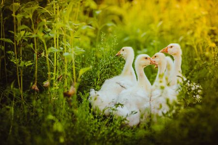 Five young goose together sit in the grassの写真素材