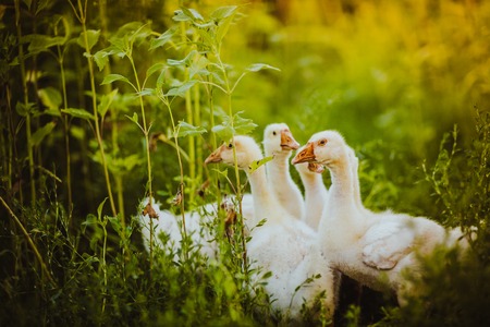 Five young goose together sit in the grassの写真素材