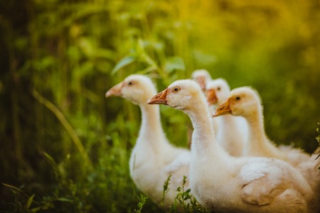 Five young goose together sit in the grassの写真素材