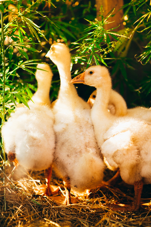 Five young goose together sit on the grassの写真素材
