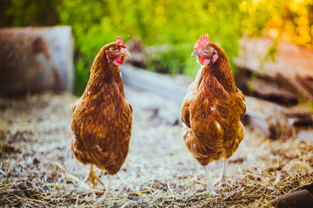 Chickens running on the grass against the background of natureの写真素材