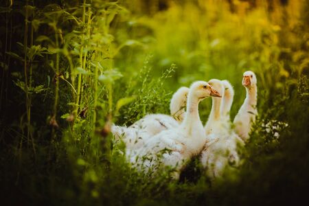 Five young goose together sit in the grassの写真素材