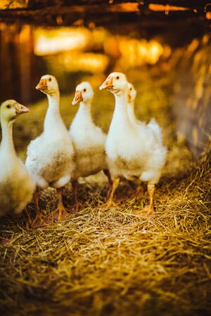 Five young goose together sit in the grassの写真素材